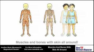 How many bones are in the human body ? Muscles And Bones With Skin All Around Youtube