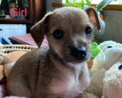 chihuahua poodle dogs puppies