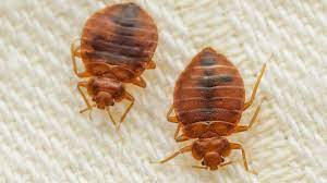 bed bugs lurking in your carpet