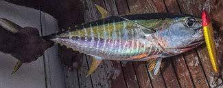 yellowfin tuna ahi nutrition facts