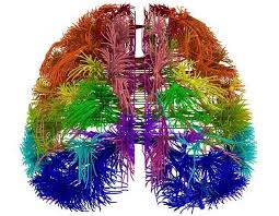 Primer mapa del cerebro humano en desarrrollo