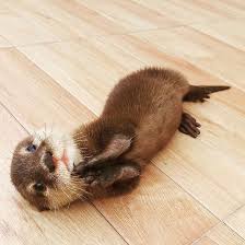 If you keep thinking to yourself you know what? Asian Small Clawed Otters For Sale Baby Otters For Sale