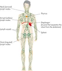 Lymphoma Action The Lymphatic System