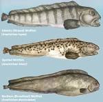 spotted wolffish