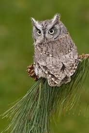 Image result for pictures of hoot owls in pines