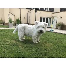 › westies for sale near me. West Highland White Terrier Breed Information Owner S Guide Tips Facts