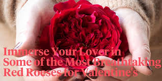which red roses do you choose for