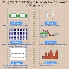 mering protein levels in planarians