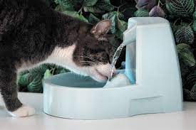 when your cat needs to drink more water