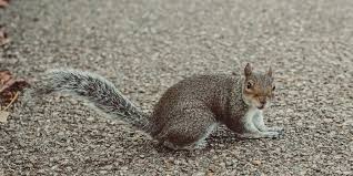 get rid of squirrels fast es pest