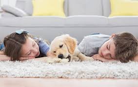 seatac carpet cleaning power pup clean