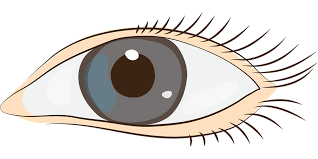Eyes Sight Face Clip Free Vector Graphic On Pixabay