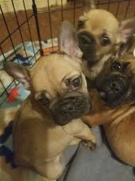 Why do houston french bulldogs cost so much? French Bulldog Puppy For Sale In Houston Tx Adn 67502 On Puppyfinder Com Gender Male Age 11 Weeks French Bulldog Bulldog Puppies Bulldog Puppies For Sale