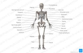 Diagram Pictures Skeletal System Anatomy Kenhub