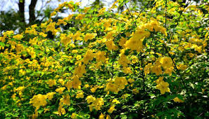Late winter, spring, early summer colors: 10 Yellow Flowering Trees And Shrubs Garden Tabs