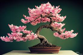 Cherry Blossom Bonsai Ai