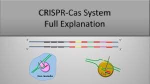 crispr system and crispr cas9 technique