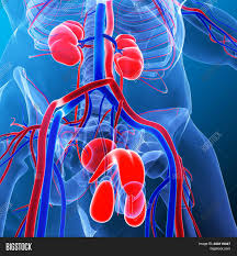 The ribs are a set of twelve paired bones which form the protective 'cage' of the thorax. Kidneys Pair Organs Image Photo Free Trial Bigstock