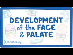 development of the face and palate