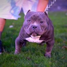 5 Types Of American Bully Dog Breeds American Bully Daily