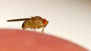 fruit flies drain flies and fungus gnats