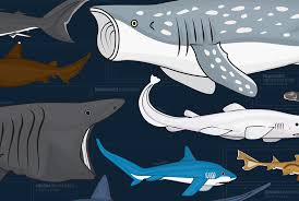 This Wall Chart Shows Almost 130 Species Of Shark All Drawn