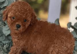 miniature poodle puppies