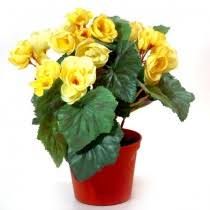 Експерти казват, че растенията имат специална сила, която носи мир и. Saksijni Cvetya Dostavka Na Cvetya V Sofiya Ot Butik Florans