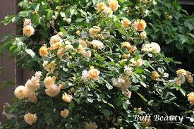 バフ ビューティー – 返り咲きがある杏黄色の花色、そしてムスク香 | 姫野ばら園 八ヶ岳農場