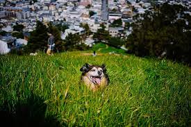 top 15 dog parks in san francisco a
