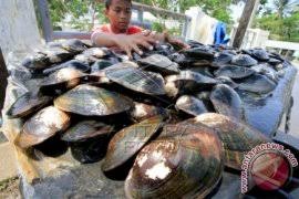 1 kg kijing / kerang air tawar rendam terlebih dahulu selama 3 sampai 4 jam, kemudian cuci bersih dan tiriskan bumbu halus : Bantu Ekonomi Keluarga Irt Di Aceh Jaya Jual Kerang Antara News Aceh