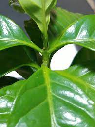 コーヒーの木の病害虫について。写真の通り、コーヒーの木の茎...｜園芸相談Q＆A｜みんなの趣味の園芸