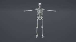 free stl file human skeleton structure