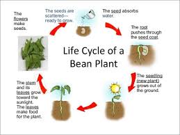 Life Cycle Of A Bean Plant Science Lesson For Grade 1 A
