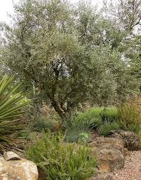 How To Grow Care For Olive Trees
