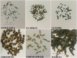 Flower Seed Identification Chart Gardening Flower Seeds