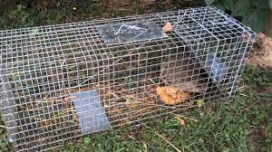 This is how easy it is to trap a groundhog and then take it to the relevant authorities. Groundhog Caught In Havahart Trap Youtube