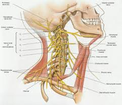 Cervical Plexus Physiopedia