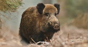 Image result for wild boar