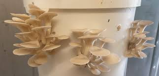 How To Grow Mushrooms In Buckets