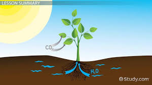 Matter Energy Changes During Photosynthesis