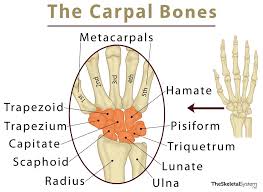 The proximal row contains (from lateral to medial side) the scaphoid, the lunate, the triquetral, and the pisiform bones. Carpal Bones Definition Location Anatomy Diagram