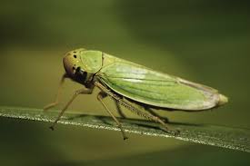 Presently, there are 300 genera within the two tribes. Getting Rid Of Cannabis Leafhoppers Rqs Blog