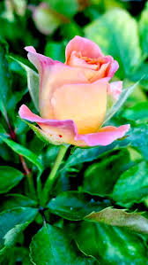 bocciolo di rosa #roses #rosas #rosa #rose | Boccioli di rosa, Rose, Fiori