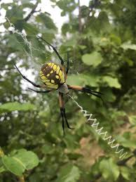 poisonous spiders in pa what tops the