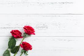 red rose picture and hd photos free