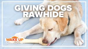 rawhide bones dangerous for dogs