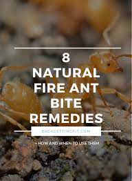 naturally treat a fire ant bite