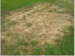 Help Lawns Recover From Winter Ryan