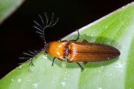 get rid of beetles in your home yard